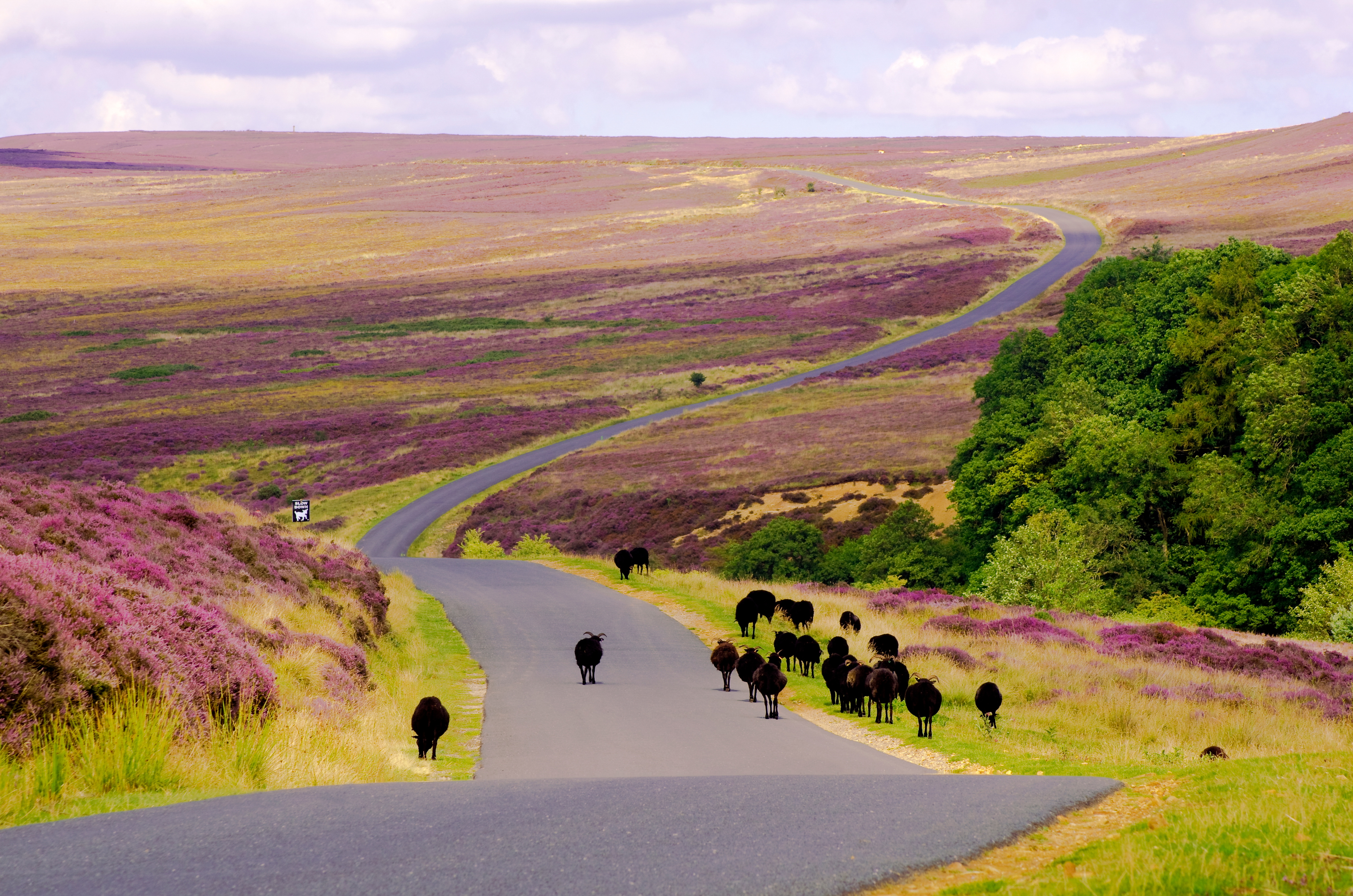 Sheep on the Moors