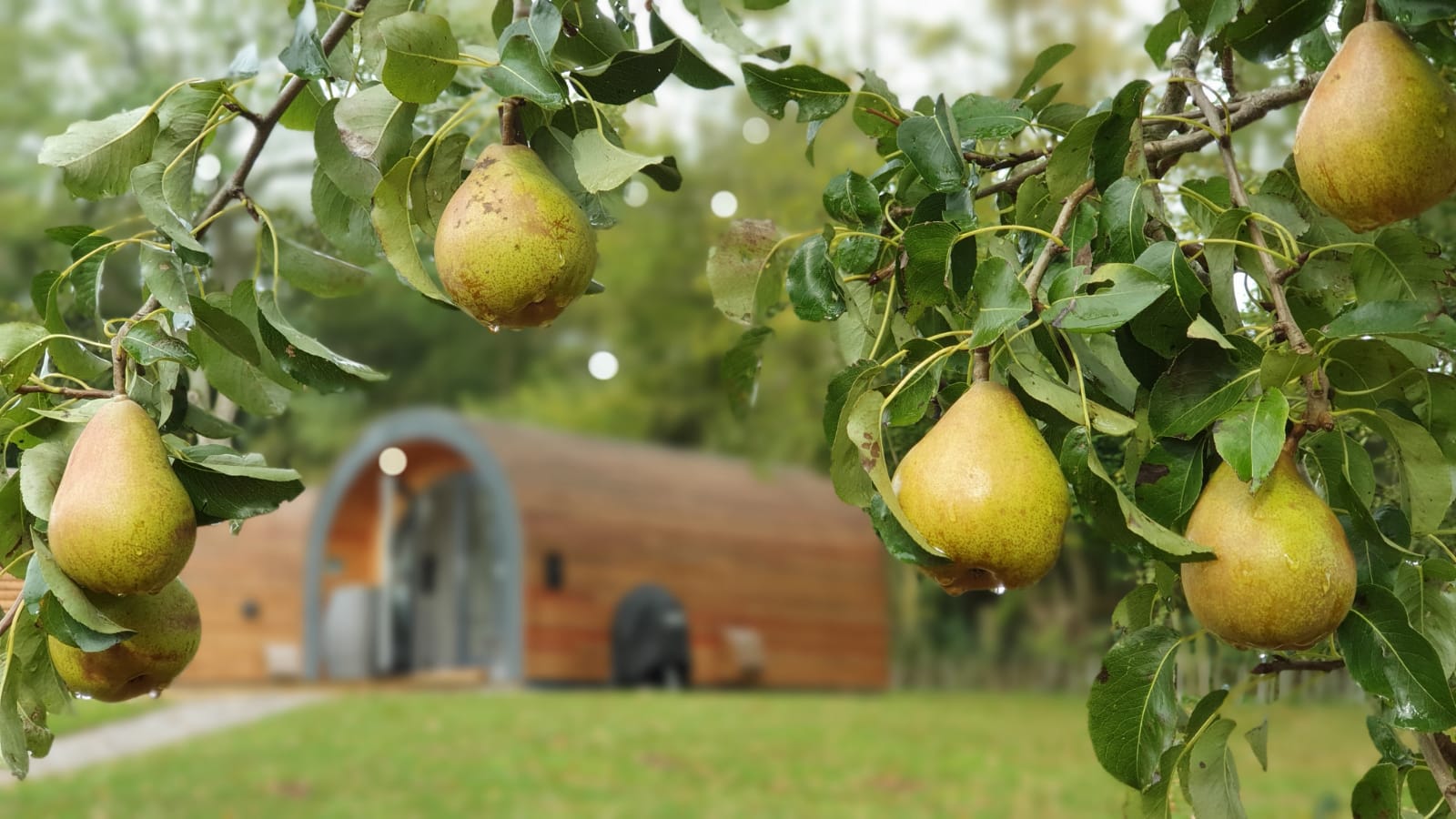 High Oaks Glamping Pod