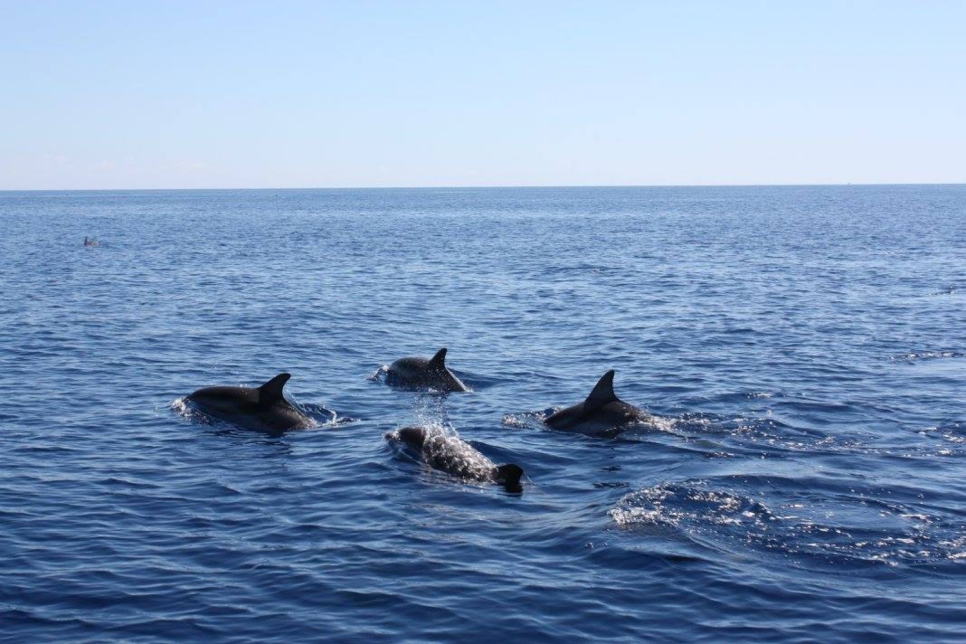 Dolphins on the Yorkshire Coast