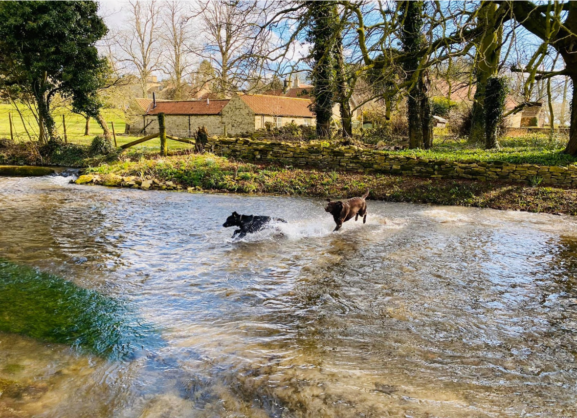 Dogs in Thornton le Dale
