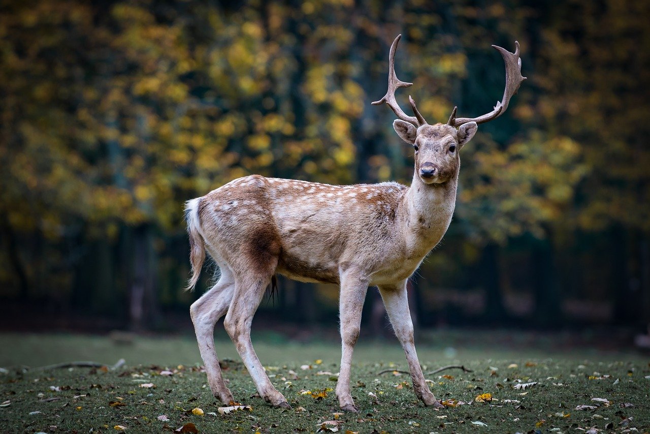 Spot a Deer in October