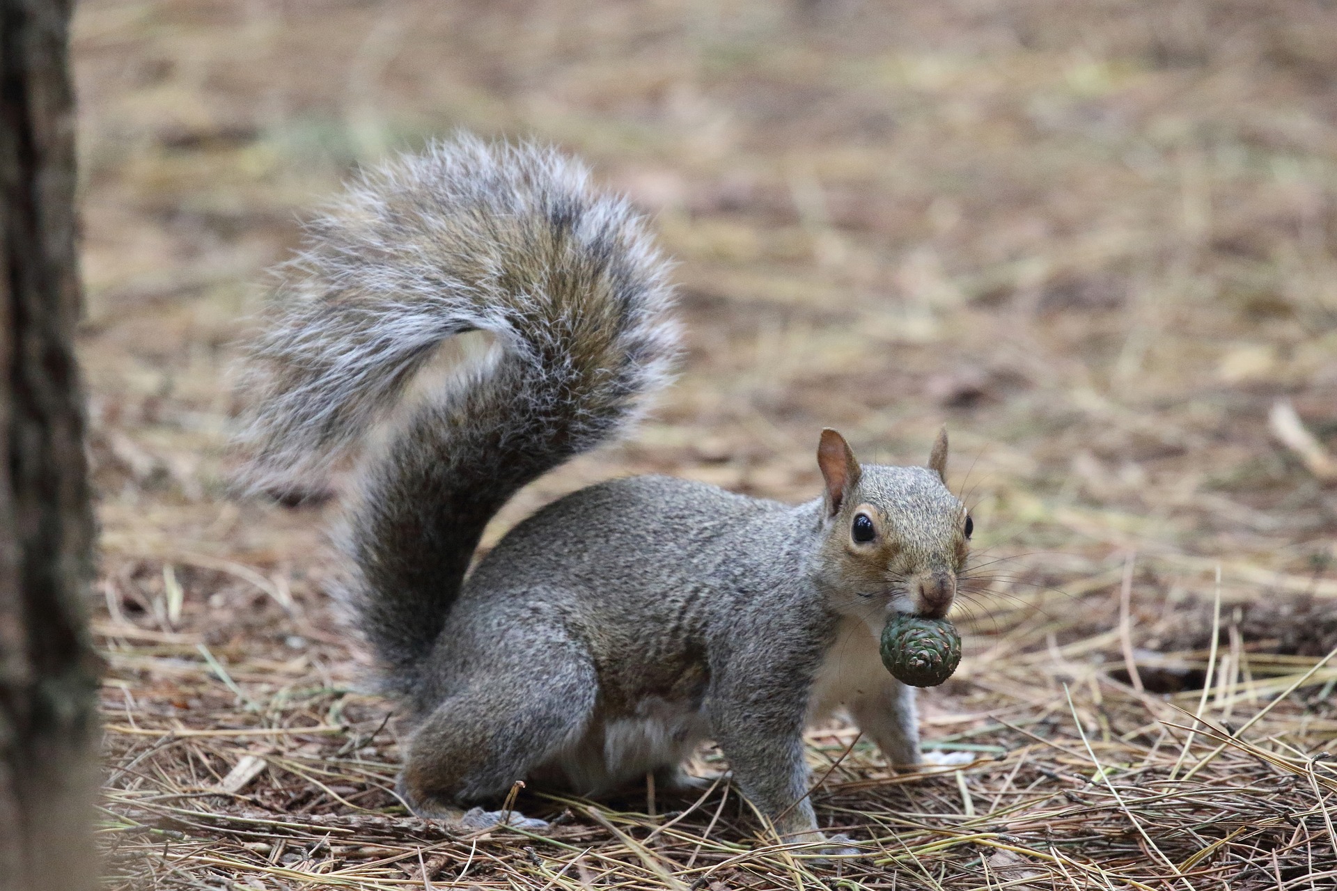 A Squirrel in the Moors