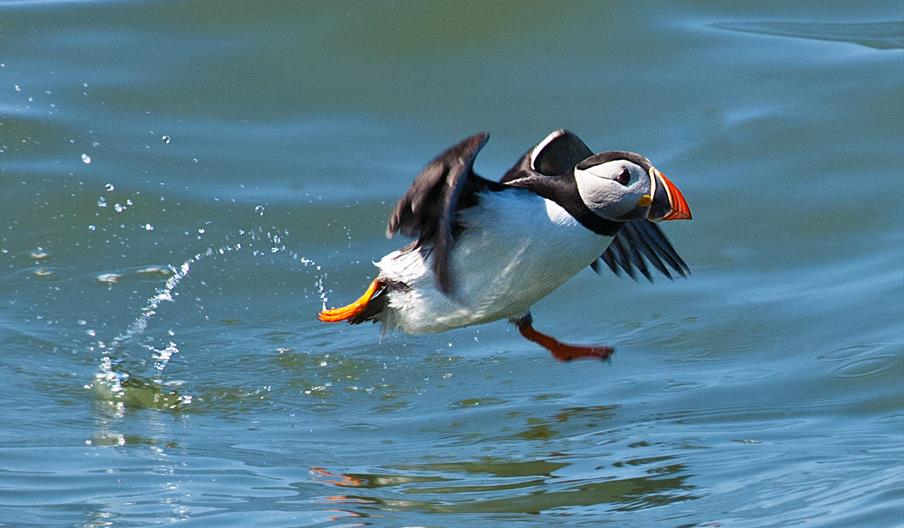 RSPB Bempton Cliffs