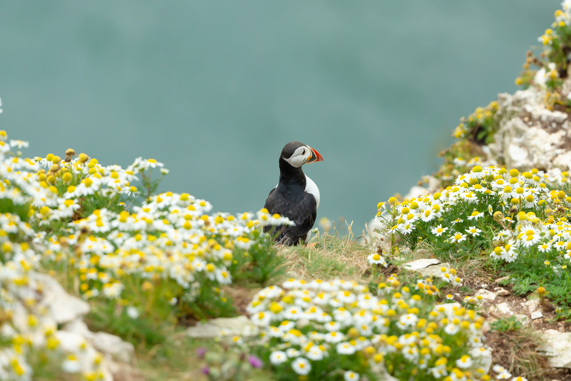 Puffin at Bempton Cliffs
