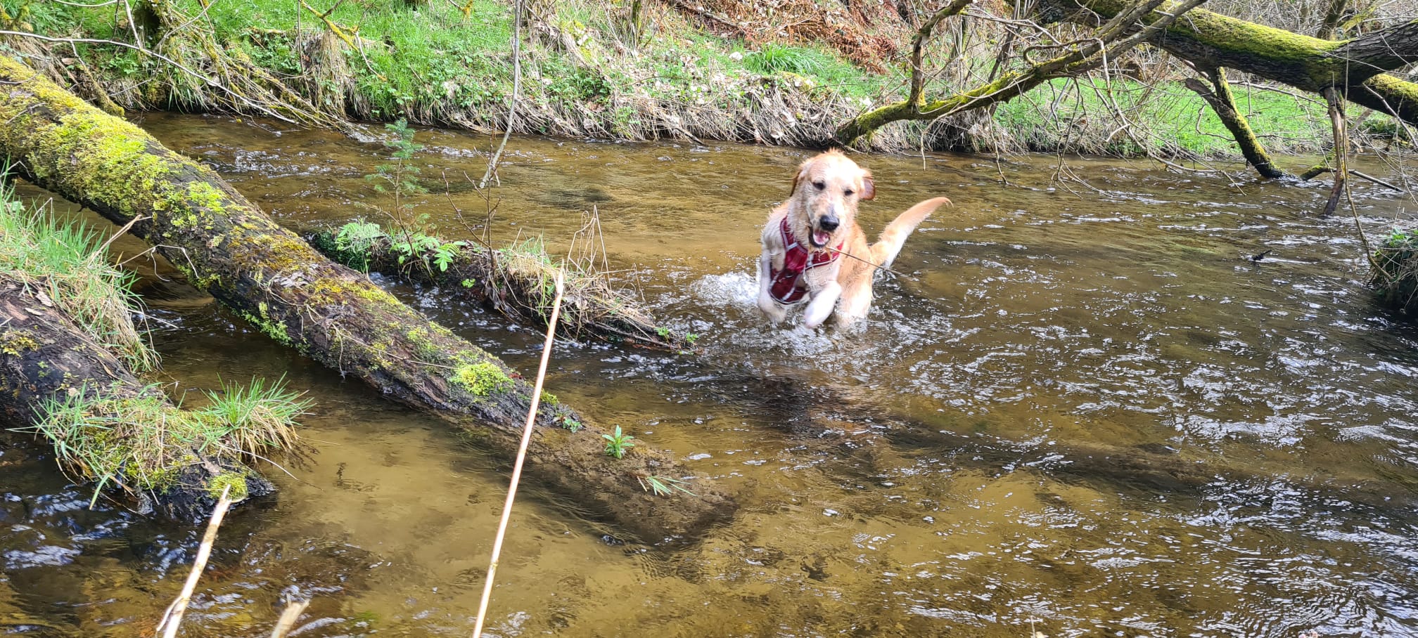 Dog Walks in the North York Moors