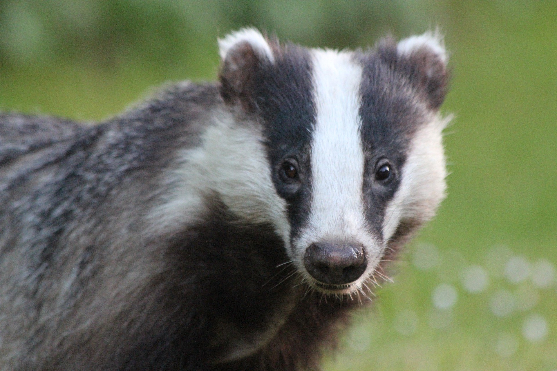 Badger in the North York Moors