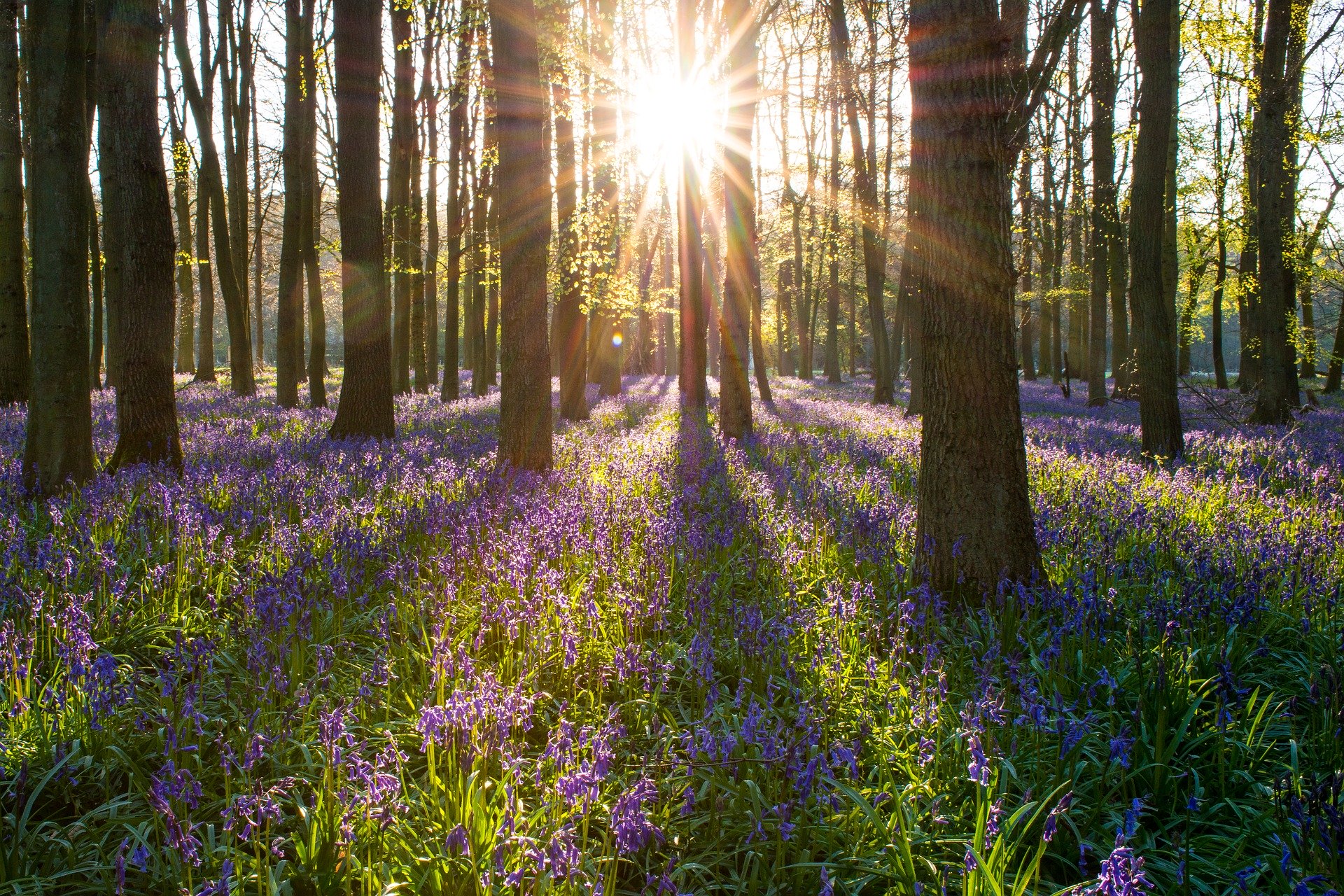 Bluebell Woods