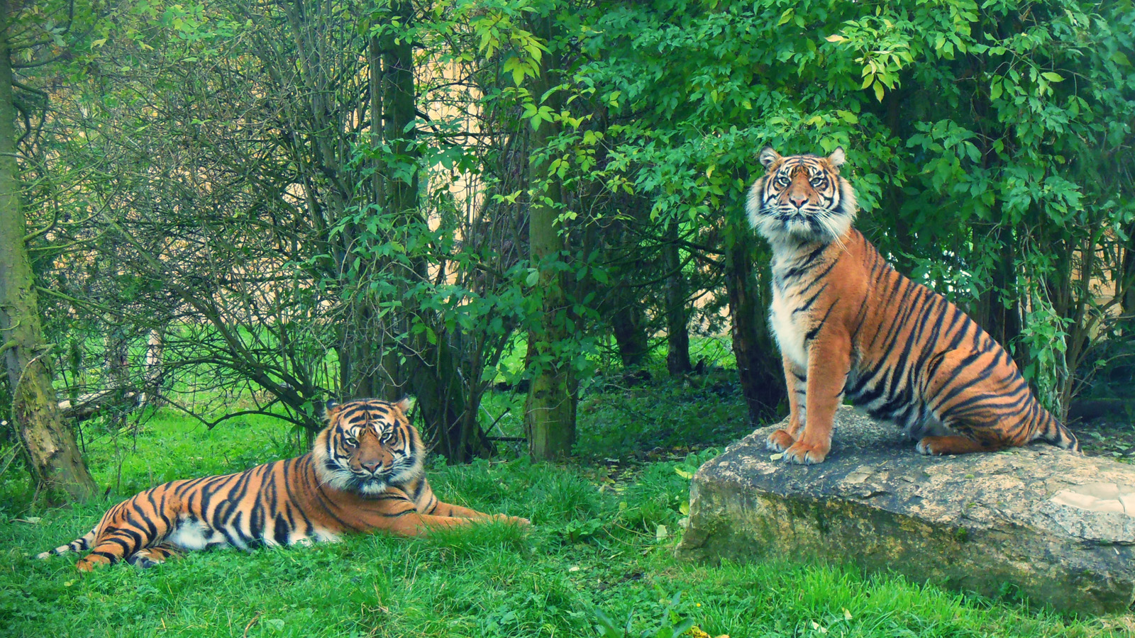 Tigers at Flamingo Land Zoo