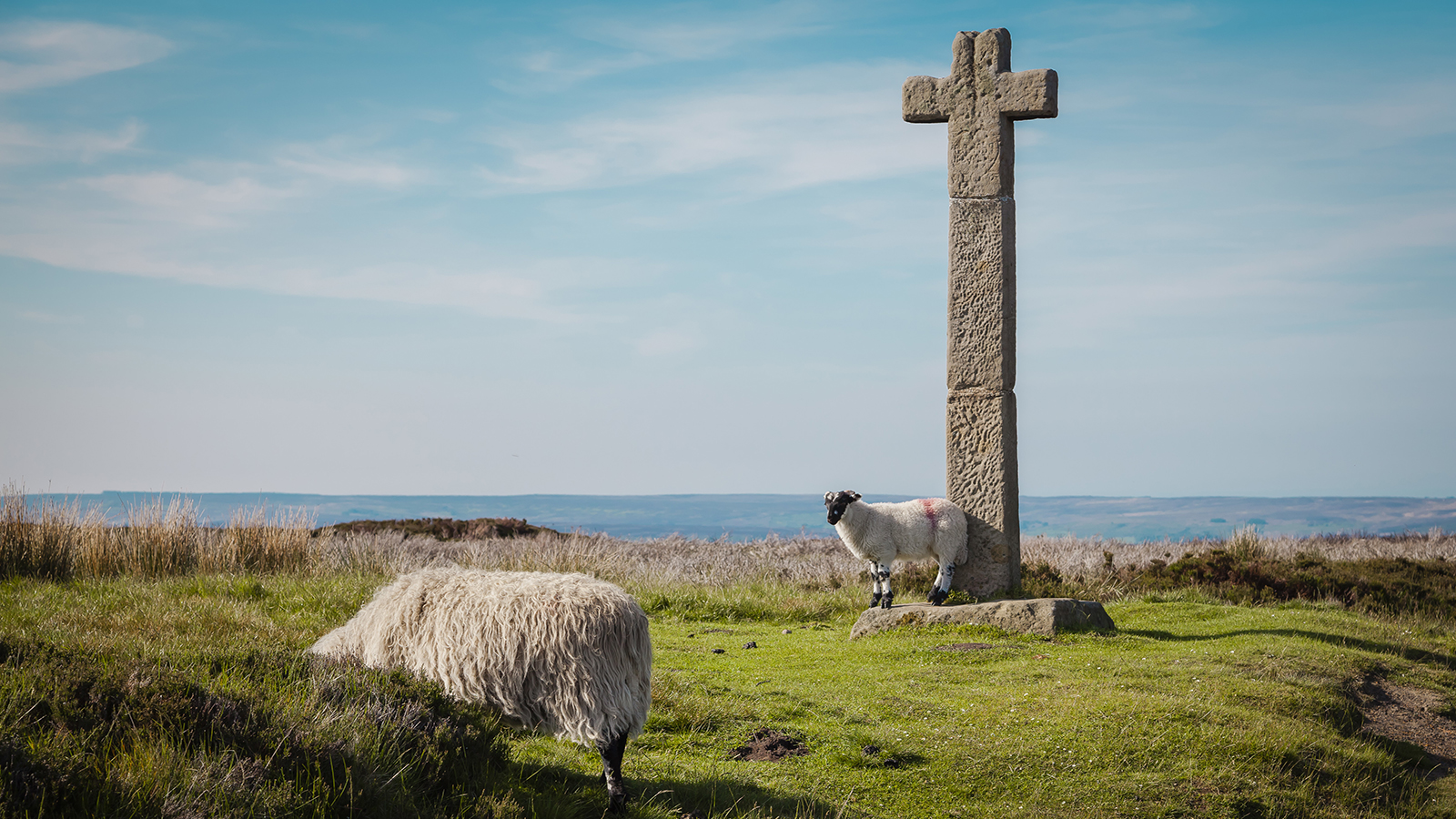 dog friendly holidays north york moors