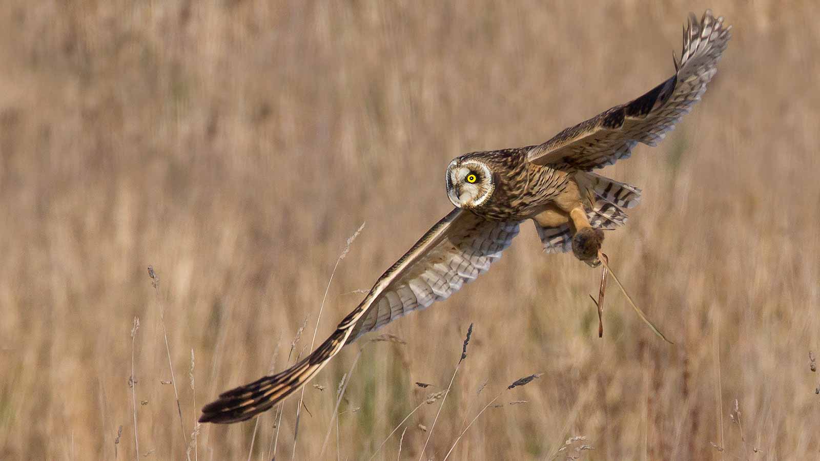 Bird Watching in the North York Moors