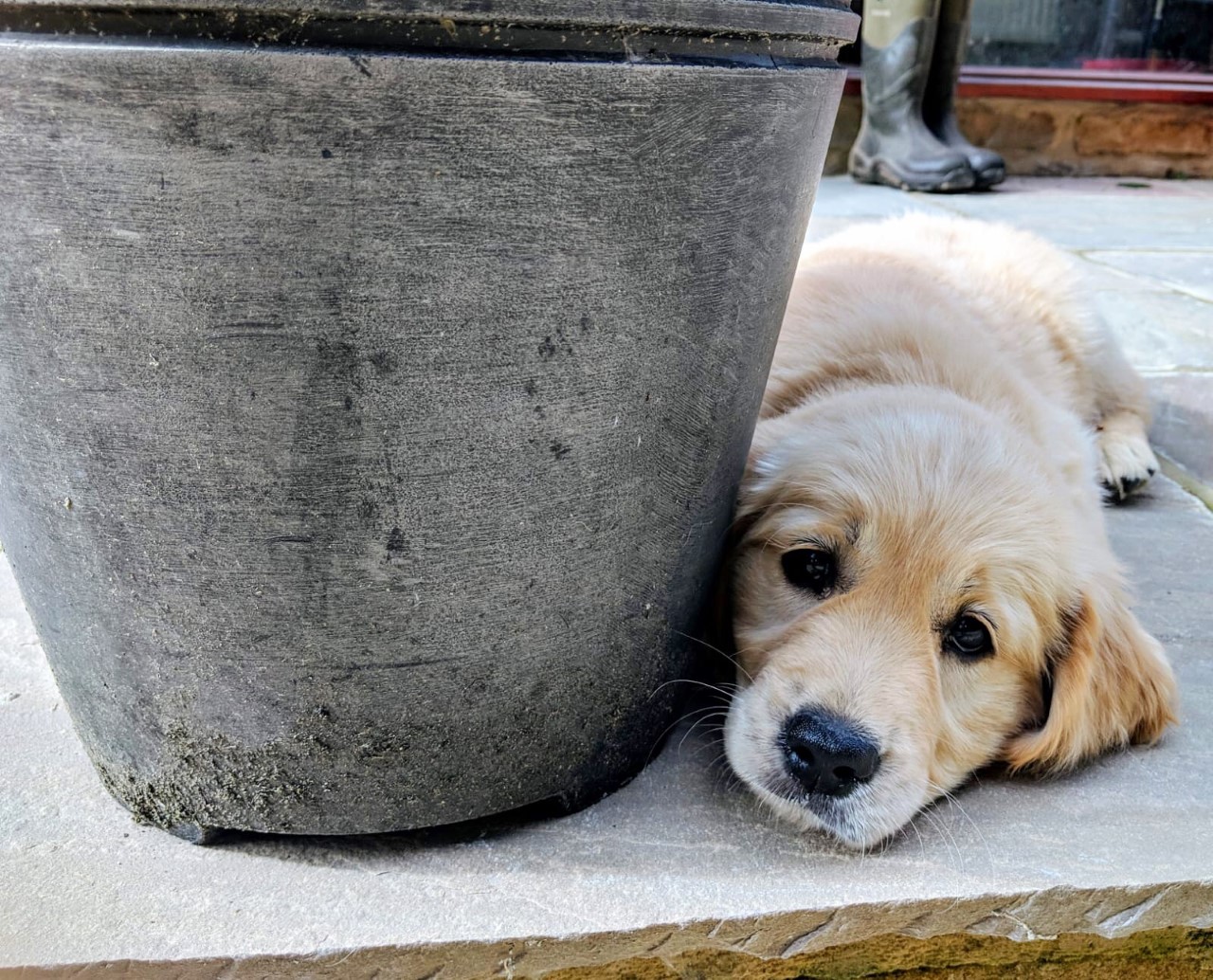 Puppy at High Oaks Grange