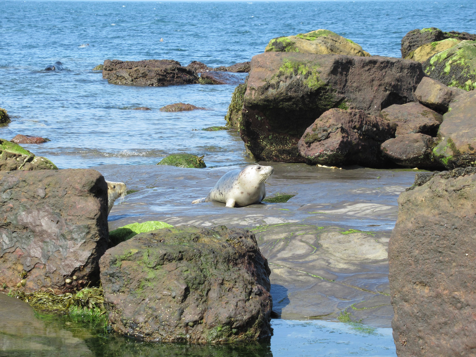 Seals on the Yorkshire Coast